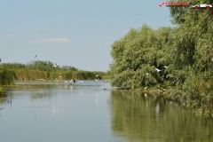 Rezervaţia Biosferei Delta Dunării Sulina 203