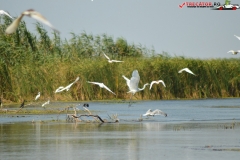 Rezervaţia Biosferei Delta Dunării Sulina 204