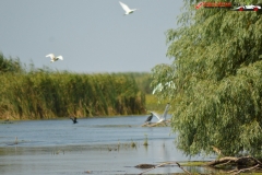 Rezervaţia Biosferei Delta Dunării Sulina 205