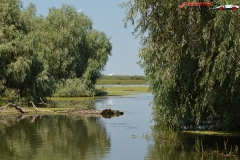 Rezervaţia Biosferei Delta Dunării Sulina 206