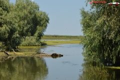 Rezervaţia Biosferei Delta Dunării Sulina 207