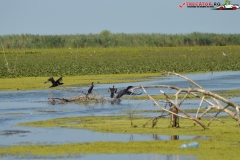 Rezervaţia Biosferei Delta Dunării Sulina 208