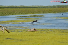 Rezervaţia Biosferei Delta Dunării Sulina 209