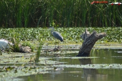 Rezervaţia Biosferei Delta Dunării Sulina 21