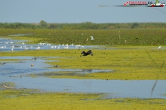 Rezervaţia Biosferei Delta Dunării Sulina 210