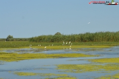 Rezervaţia Biosferei Delta Dunării Sulina 211