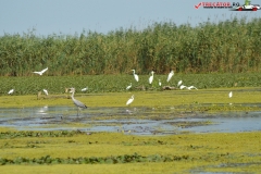 Rezervaţia Biosferei Delta Dunării Sulina 212