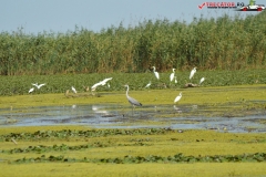 Rezervaţia Biosferei Delta Dunării Sulina 213