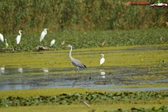 Rezervaţia Biosferei Delta Dunării Sulina 214