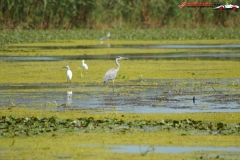 Rezervaţia Biosferei Delta Dunării Sulina 215