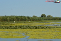 Rezervaţia Biosferei Delta Dunării Sulina 216