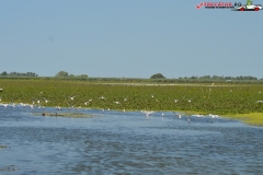 Rezervaţia Biosferei Delta Dunării Sulina 217