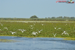 Rezervaţia Biosferei Delta Dunării Sulina 218