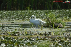 Rezervaţia Biosferei Delta Dunării Sulina 22