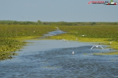 Rezervaţia Biosferei Delta Dunării Sulina 220