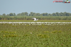 Rezervaţia Biosferei Delta Dunării Sulina 221