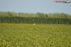 Rezervaţia Biosferei Delta Dunării Sulina 224