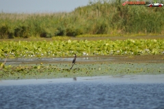 Rezervaţia Biosferei Delta Dunării Sulina 226