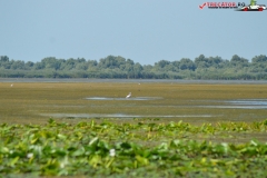 Rezervaţia Biosferei Delta Dunării Sulina 228