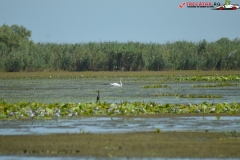 Rezervaţia Biosferei Delta Dunării Sulina 229