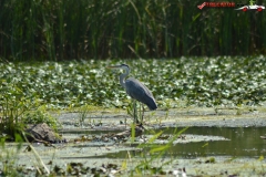 Rezervaţia Biosferei Delta Dunării Sulina 23