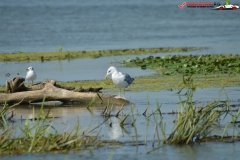 Rezervaţia Biosferei Delta Dunării Sulina 24