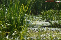 Rezervaţia Biosferei Delta Dunării Sulina 25