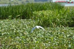 Rezervaţia Biosferei Delta Dunării Sulina 26