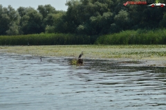 Rezervaţia Biosferei Delta Dunării Sulina 27