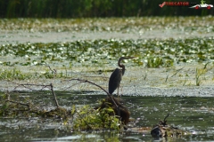 Rezervaţia Biosferei Delta Dunării Sulina 28