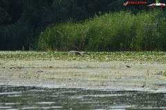 Rezervaţia Biosferei Delta Dunării Sulina 29