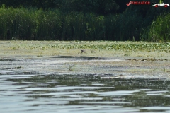 Rezervaţia Biosferei Delta Dunării Sulina 30