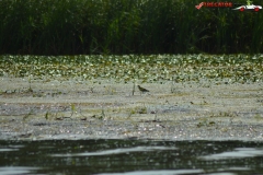 Rezervaţia Biosferei Delta Dunării Sulina 31