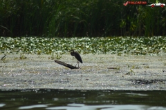 Rezervaţia Biosferei Delta Dunării Sulina 32