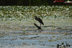 Rezervaţia Biosferei Delta Dunării Sulina 33