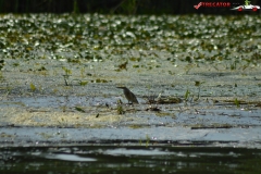 Rezervaţia Biosferei Delta Dunării Sulina 34