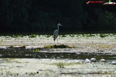 Rezervaţia Biosferei Delta Dunării Sulina 35