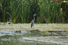 Rezervaţia Biosferei Delta Dunării Sulina 36