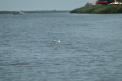 Rezervaţia Biosferei Delta Dunării Sulina 37