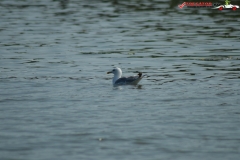 Rezervaţia Biosferei Delta Dunării Sulina 38