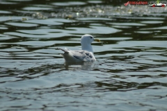 Rezervaţia Biosferei Delta Dunării Sulina 39