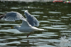 Rezervaţia Biosferei Delta Dunării Sulina 40