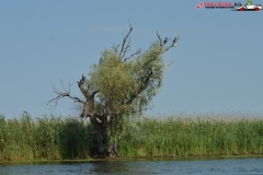 Rezervaţia Biosferei Delta Dunării Sulina 41