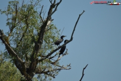 Rezervaţia Biosferei Delta Dunării Sulina 45