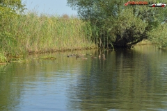Rezervaţia Biosferei Delta Dunării Sulina 56