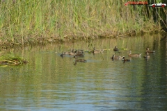 Rezervaţia Biosferei Delta Dunării Sulina 57