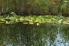 Rezervaţia Biosferei Delta Dunării Sulina 64