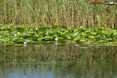 Rezervaţia Biosferei Delta Dunării Sulina 65