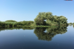 Rezervaţia Biosferei Delta Dunării Sulina 81