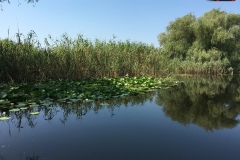 Rezervaţia Biosferei Delta Dunării Sulina 83
